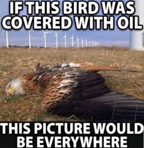 if this eagle was covered with oil
