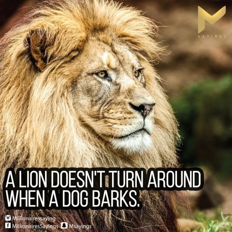A lion doesnt turn around when a dog barks