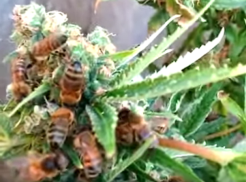 Screen-Shot-2016-03-04-at-084405(1)