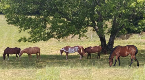 Horses in Pasture 2b