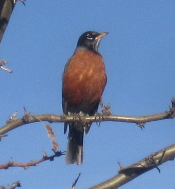 MyRobin
