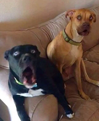 456b44c6e4632f0b37d6704a2d60c8d4-Full