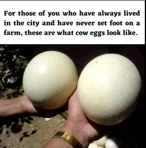 xephula_0b445834c7be2e8a52cbb566f0f9fd24