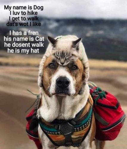 Dog - With cat as a hat