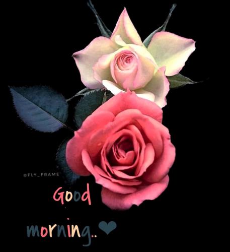 091822 - GM Roses