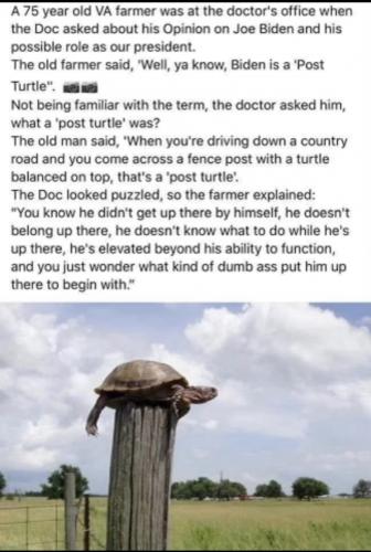 Post turtle - Biden