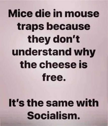 USA mice die