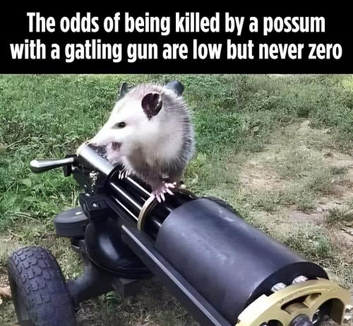 possum