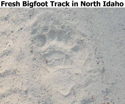 Fresh Bigfoot Track in North Idaho 600px