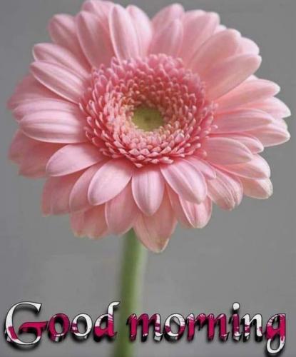 092822 - Pink flower GM