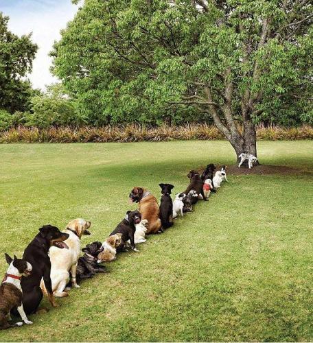 Dogs - Lined up to pee