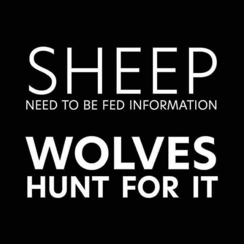 M sheep