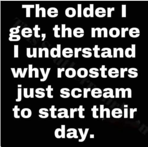 roosters