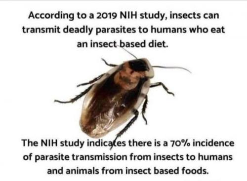 EAT INSECTS