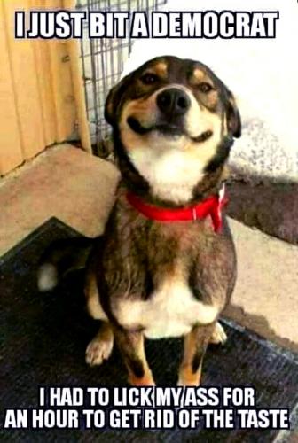 Smart Dog