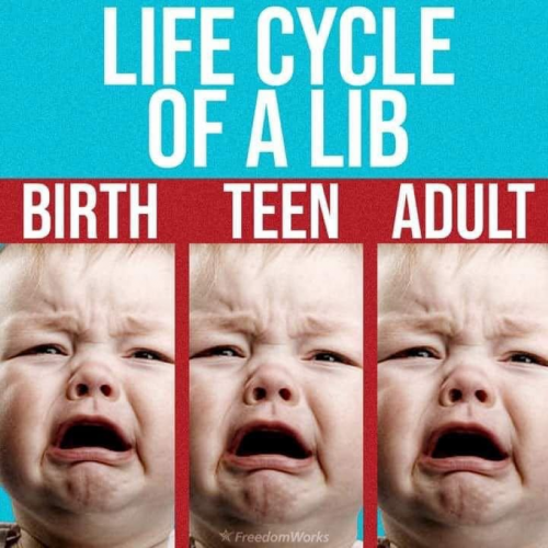 M Lib life cycle