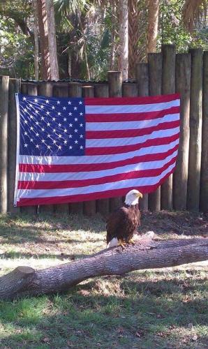 Flag - On fence with eagle