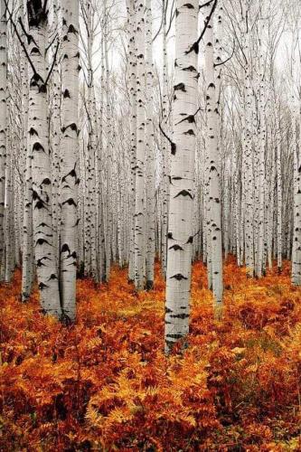 95d41d6e-f0c5-46c5-baf1-21f88c327b89