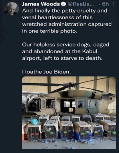 USA abandoned dogs