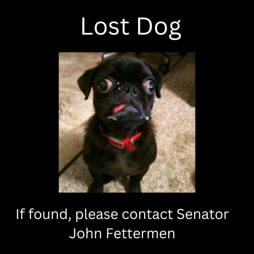 Lost Dog