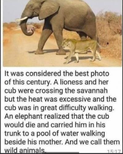 assange elelfant and cub