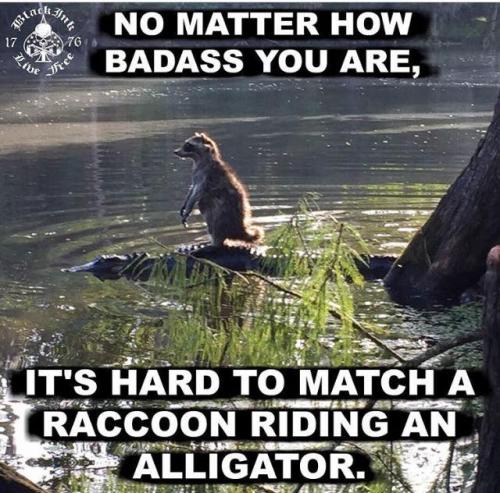 Badass - Raccoon on an alligator...
