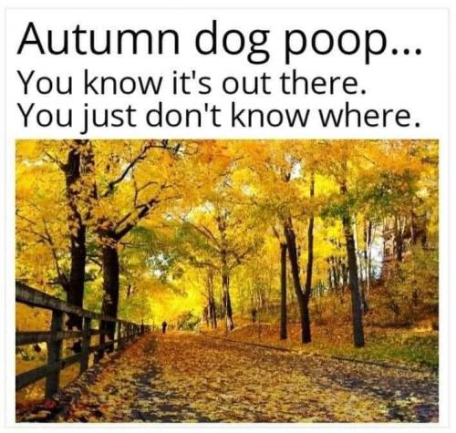 POOP