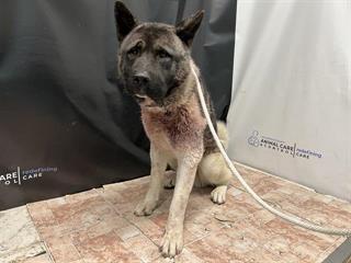 Akita