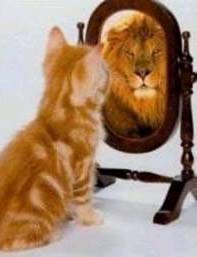Kitten-Lioncropped