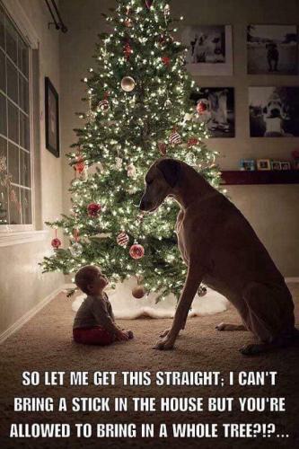 Christmas - Great Dane with baby