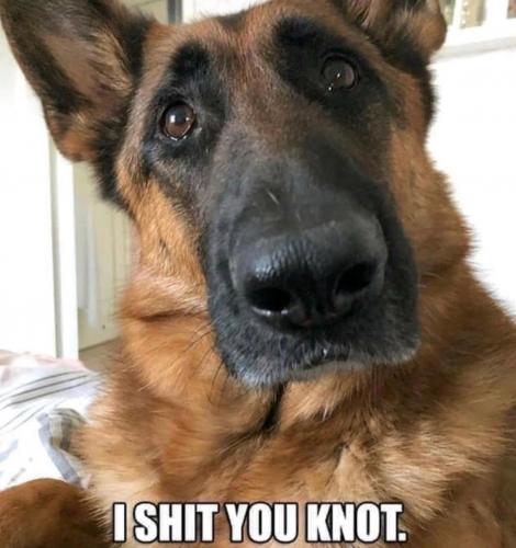 Dog I shit U knot copy