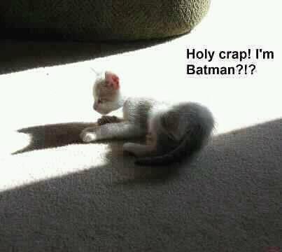 Cat - Batman