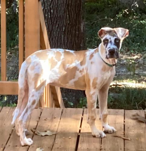 Auggie - Oct 26th -11 (1)