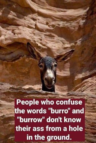 Burro and burrow - Don't know their ass from...