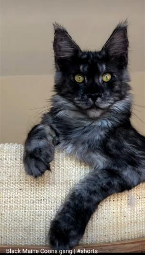 Screenshot_20221225-095838_YouTube