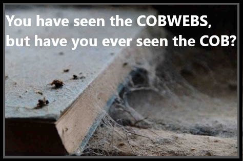 COBWEBS