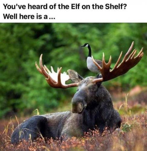 Elf on a shelf - Goose on a moose