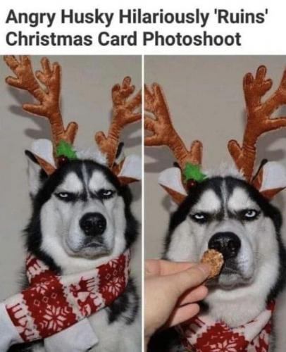 Husky