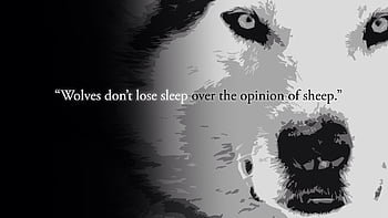 desktop-wallpaper-mgtow-expat-on-philosophy-wolf-quotes-animal-quotes-quotes-thumbnail