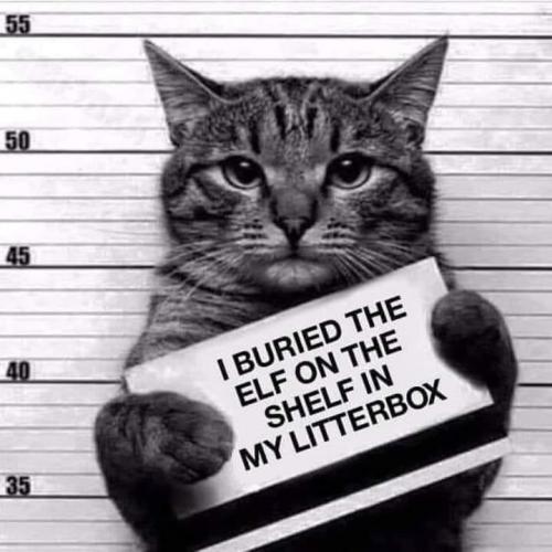 Elf on a shelf - Cat buried him