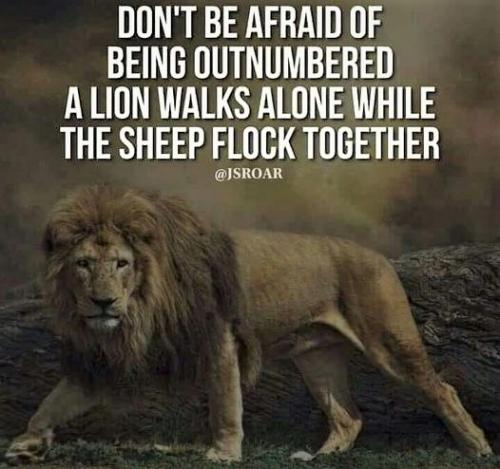 120722 - Lion walks alone