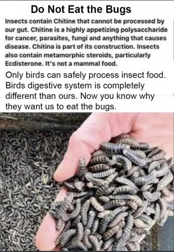 don't eat bugs