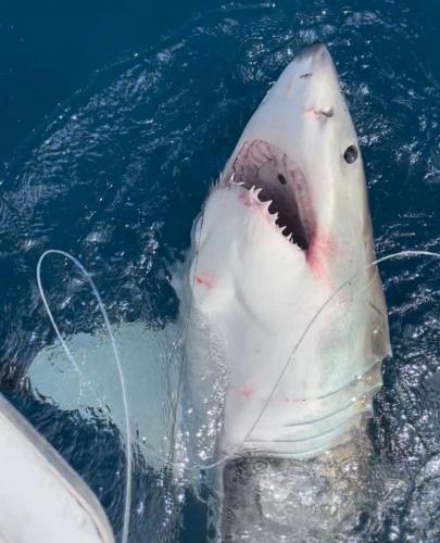 shark