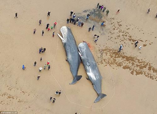 WINDTURBINES WHALES