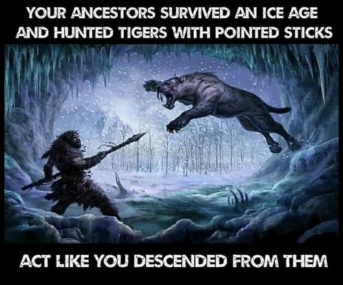 ice & tigers