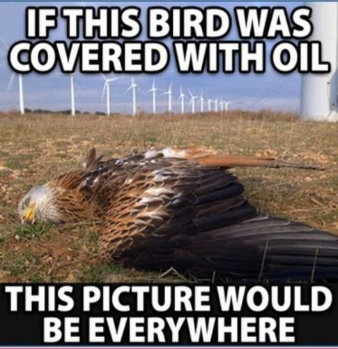 dead bird