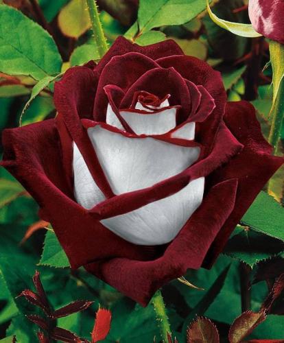 Rose -- Osiria Rose