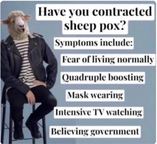 Sheep-Pox