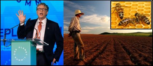 Bill-Gates-Farming-bees