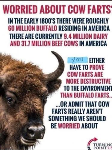buffalo cow
